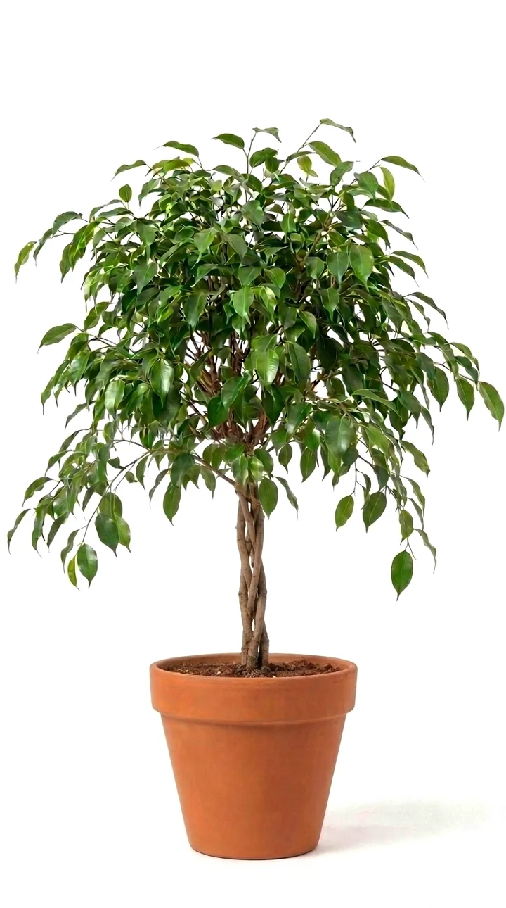 Ficus benjamina de tronco trenzado en una maceta de terracota.